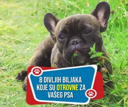 8-divljih-biljaka-koje-su-otrovne-za-vaseg-psa_-1024x538_