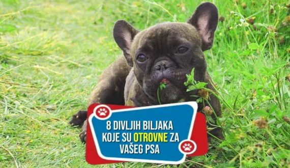 8-divljih-biljaka-koje-su-otrovne-za-vaseg-psa_-1024x538_