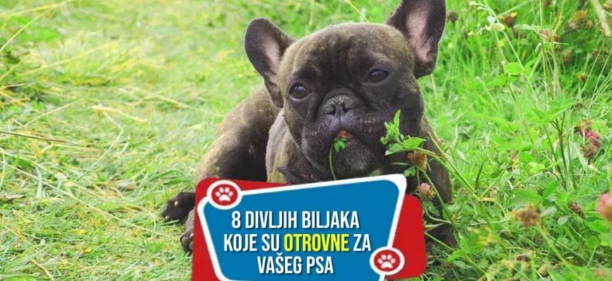 8-divljih-biljaka-koje-su-otrovne-za-vaseg-psa_-1024x538_