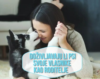 Doživljavaju li psi svoje vlasnike kao roditelj_