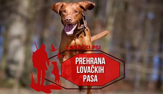 PREHRANA LOVAČKIH PASA