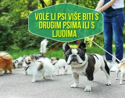 Vole li psi više biti s drugim psima ili s ljudima