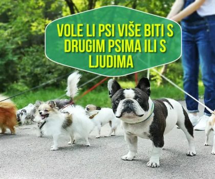 Vole li psi više biti s drugim psima ili s ljudima