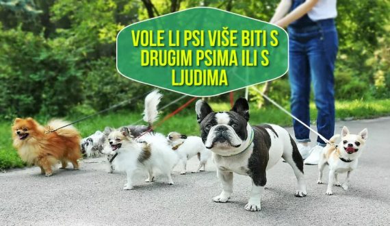 Vole li psi više biti s drugim psima ili s ljudima