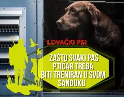 Zašto svaki pas ptičar treba biti treniran u svom sanduku