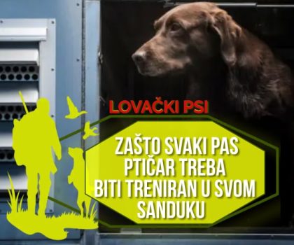 Zašto svaki pas ptičar treba biti treniran u svom sanduku