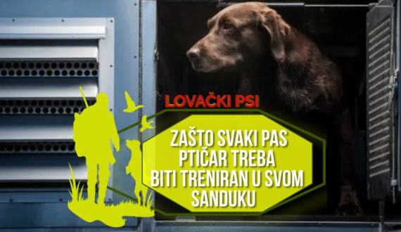 Zašto svaki pas ptičar treba biti treniran u svom sanduku