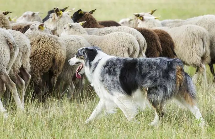 pastirski psi_