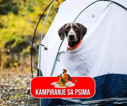Kampiranje sa psima