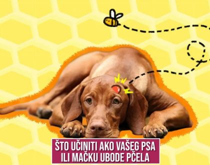ŠTO UČINITI AKO VAŠEG PSA ILI MAČKU UBODE PČELA