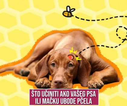 ŠTO UČINITI AKO VAŠEG PSA ILI MAČKU UBODE PČELA