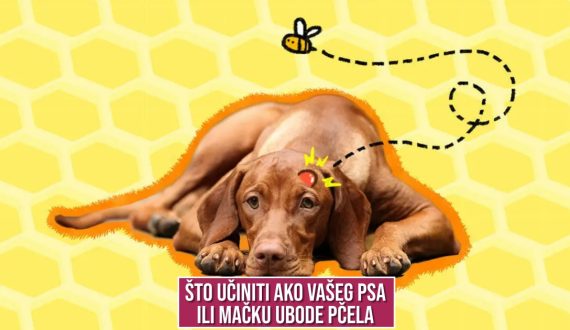 ŠTO UČINITI AKO VAŠEG PSA ILI MAČKU UBODE PČELA