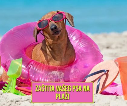 ZAŠTITA VAŠEG PSA NA PLAŽI