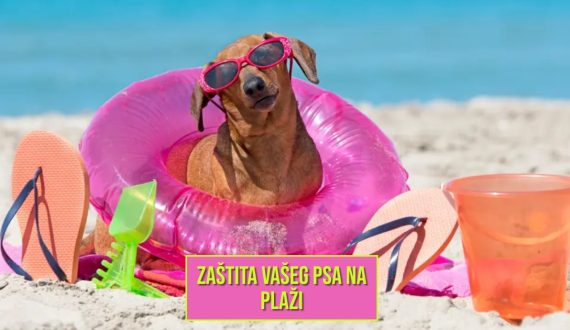 ZAŠTITA VAŠEG PSA NA PLAŽI