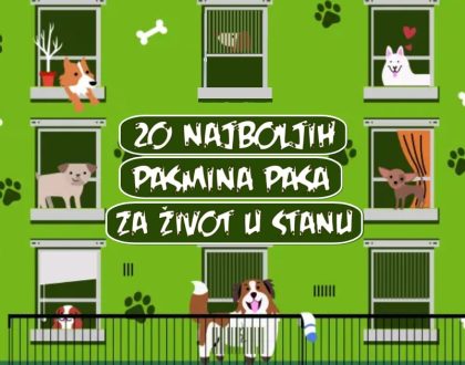 20 NAJBOLJIH PASMINA PASA ZA ŽIVOT U STANU