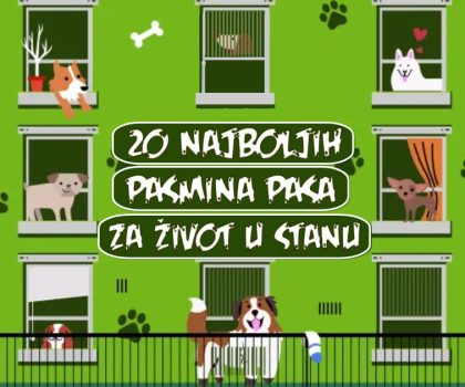 20 NAJBOLJIH PASMINA PASA ZA ŽIVOT U STANU