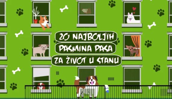 20 NAJBOLJIH PASMINA PASA ZA ŽIVOT U STANU
