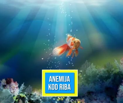 ANEMIJA KOD RIBA