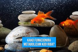 KAKO FUNKCIONIRA METABOLIZAM KOD RIBA