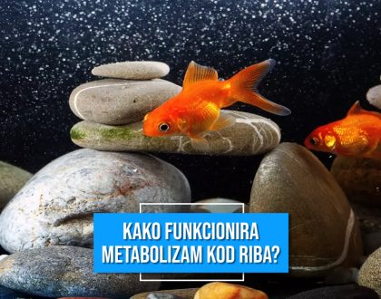 KAKO FUNKCIONIRA METABOLIZAM KOD RIBA