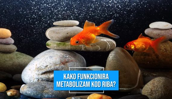 KAKO FUNKCIONIRA METABOLIZAM KOD RIBA