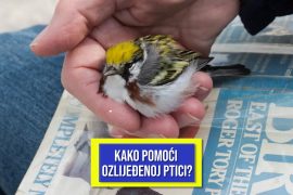 KAKO POMOĆI OZLIJEĐENOJ PTICI
