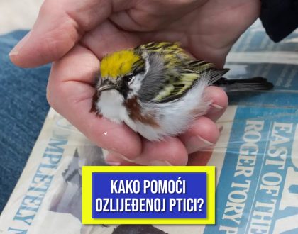 KAKO POMOĆI OZLIJEĐENOJ PTICI
