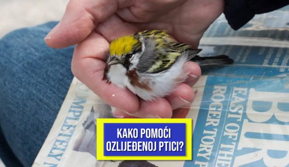 KAKO POMOĆI OZLIJEĐENOJ PTICI