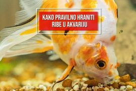 KAKO PRAVILNO HRANITI RIBE U AKVARIJU