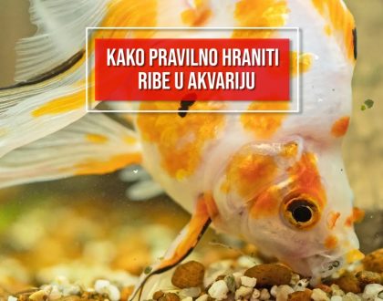 KAKO PRAVILNO HRANITI RIBE U AKVARIJU