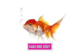 KAKO RIBE DIŠU