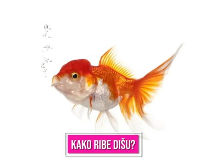 KAKO RIBE DIŠU
