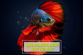KAKO RIBE DOŽIVLJAVAJU SVIJET OKO SEBE