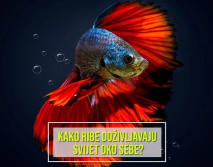 KAKO RIBE DOŽIVLJAVAJU SVIJET OKO SEBE