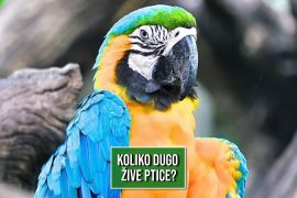 KOLIKO DUGO ŽIVE PTICE