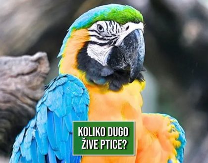 KOLIKO DUGO ŽIVE PTICE