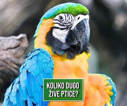 KOLIKO DUGO ŽIVE PTICE