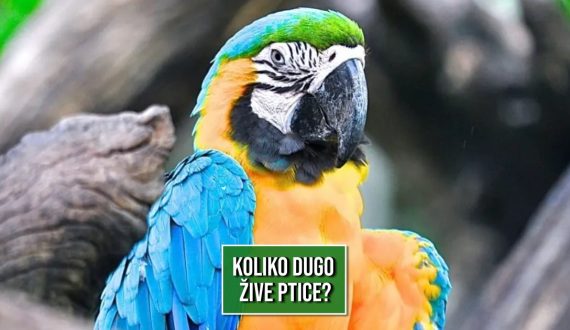 KOLIKO DUGO ŽIVE PTICE