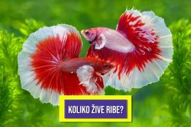 KOLIKO ŽIVE RIBE