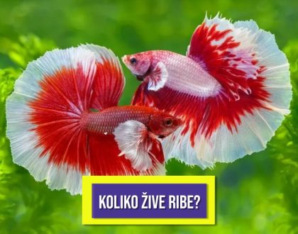 KOLIKO ŽIVE RIBE