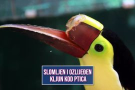 SLOMLJEN I OZLIJEĐEN KLJUN KOD PTICA