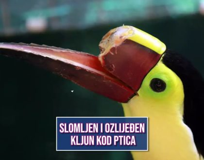SLOMLJEN I OZLIJEĐEN KLJUN KOD PTICA