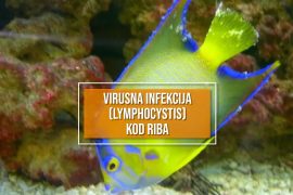 VIRUSNA INFEKCIJA (LYMPHOCYSTIS) KOD RIBA_