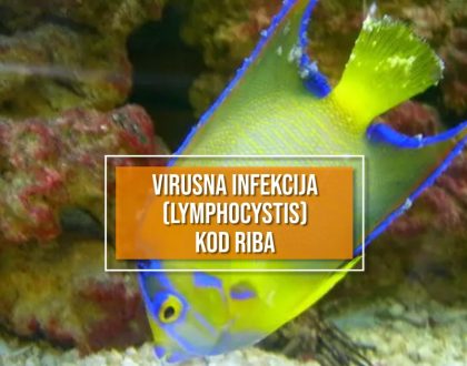 VIRUSNA INFEKCIJA (LYMPHOCYSTIS) KOD RIBA_
