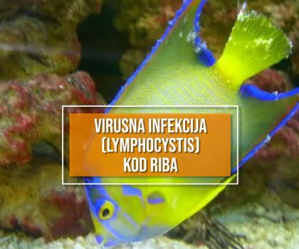 VIRUSNA INFEKCIJA (LYMPHOCYSTIS) KOD RIBA_