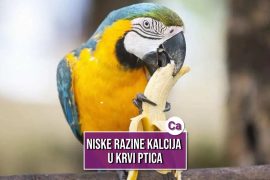 niske razine kalcija u krvi ptica