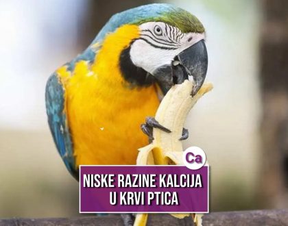 niske razine kalcija u krvi ptica