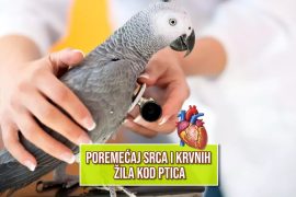 poremećaj srca i krvnih žila kod ptica
