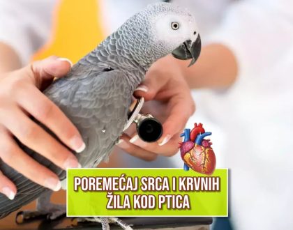 poremećaj srca i krvnih žila kod ptica