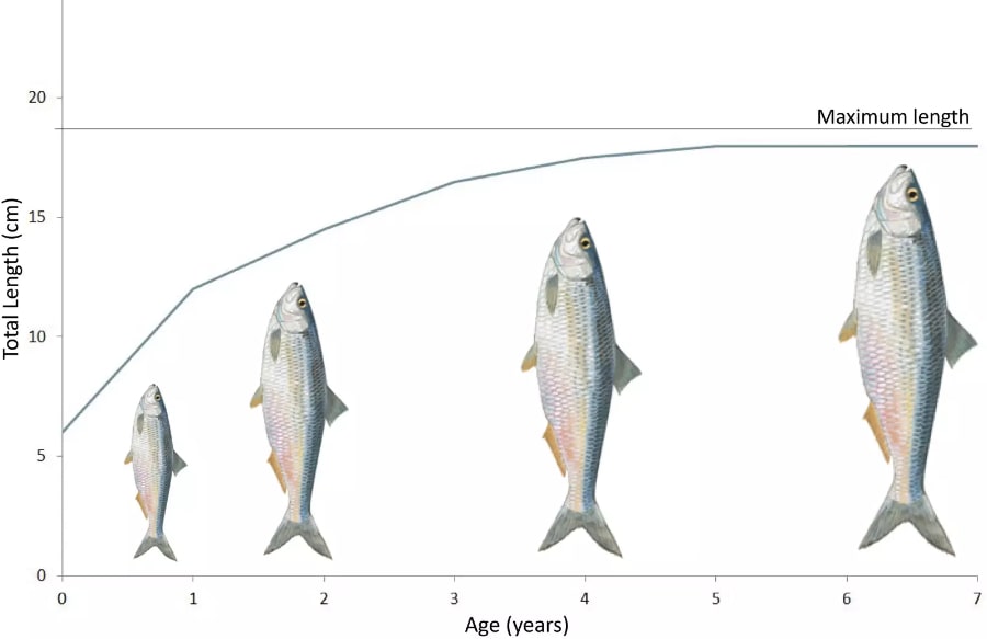 dužina i životni vijek riba dijagram_
